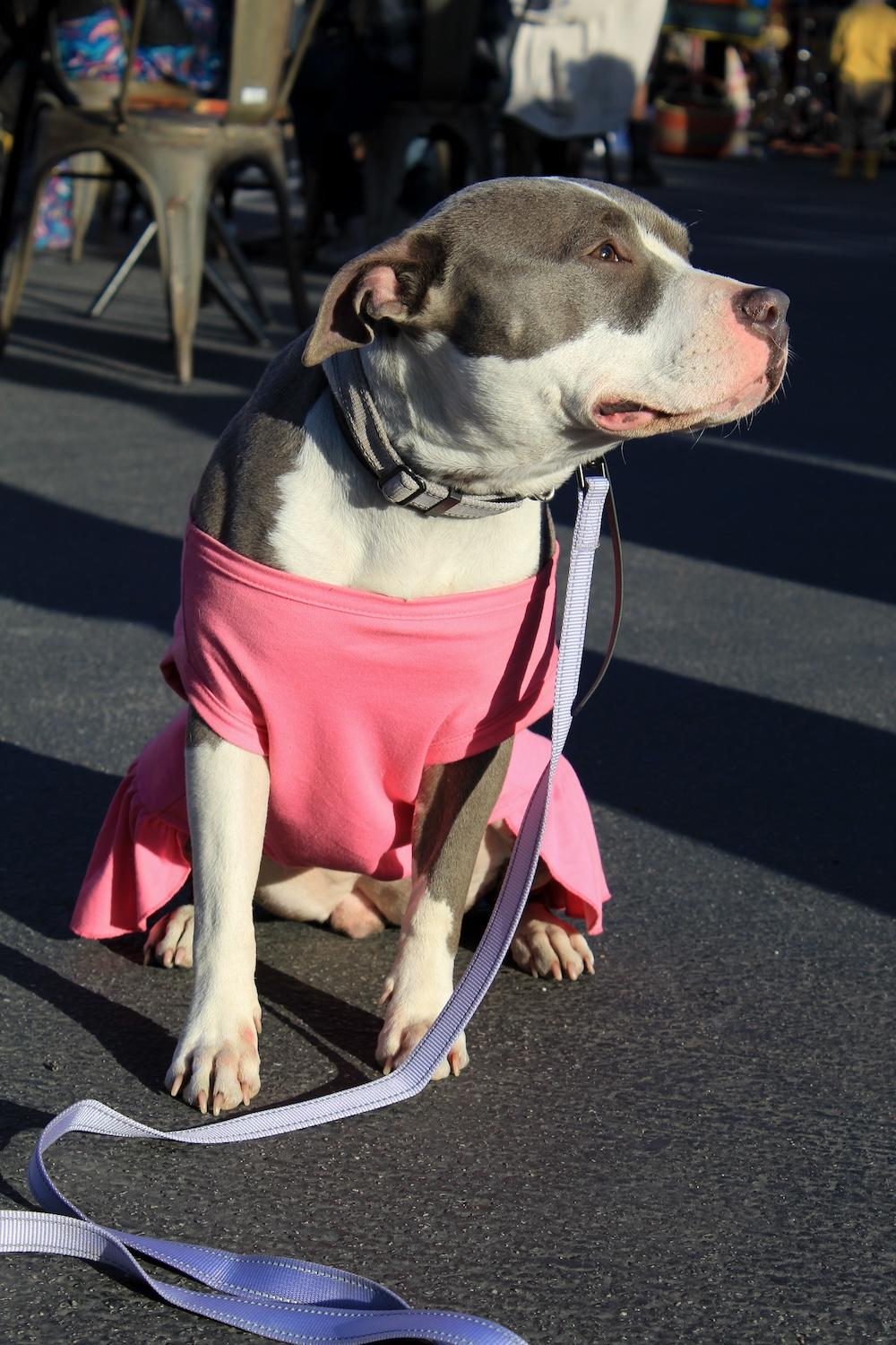 Enlarge Misty - Professionally Trained!, a Adoptable mixed breed in Atascadero, CA image 2/5