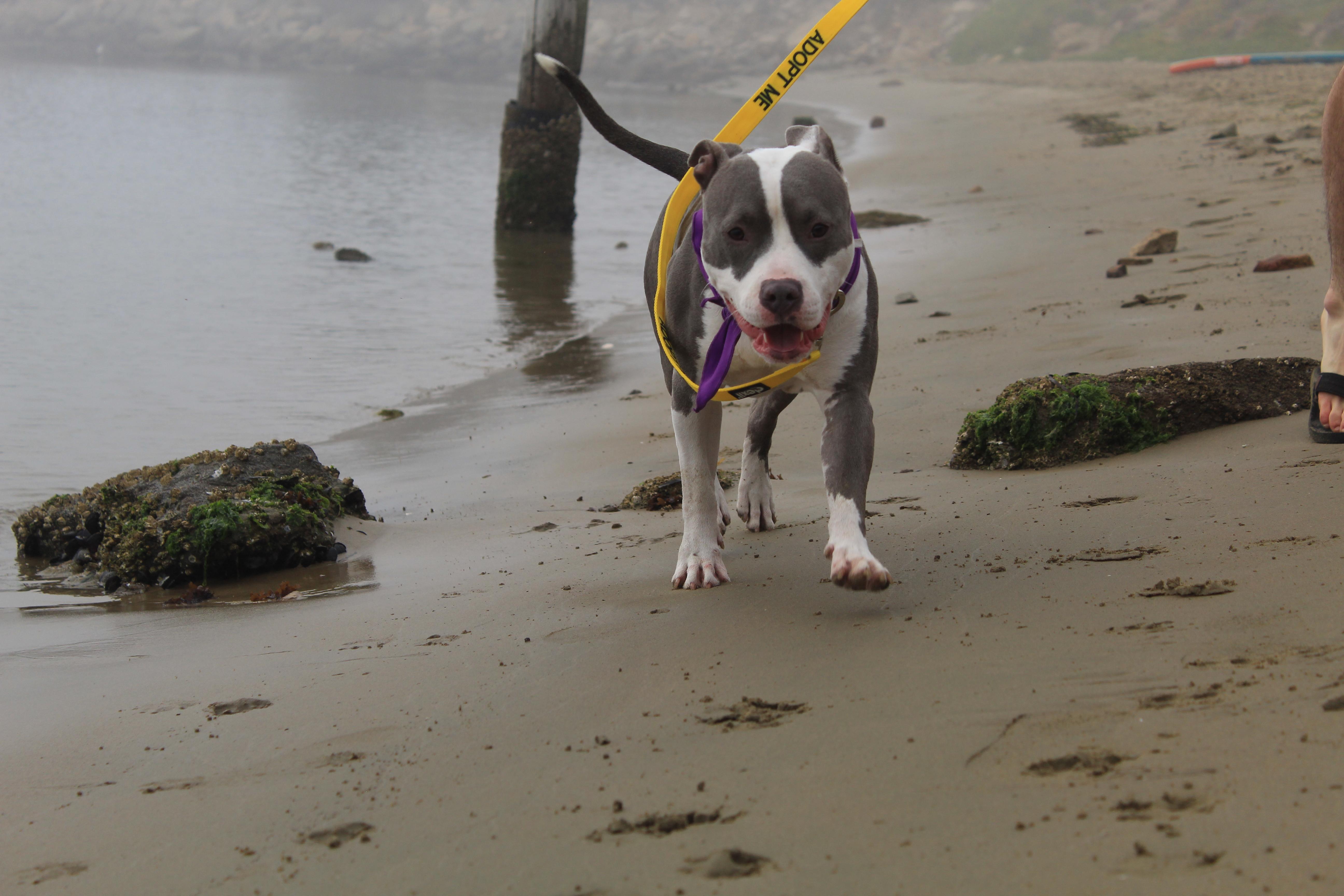 Enlarge Misty - Professionally Trained!, a Adoptable mixed breed in Atascadero, CA image 5/5