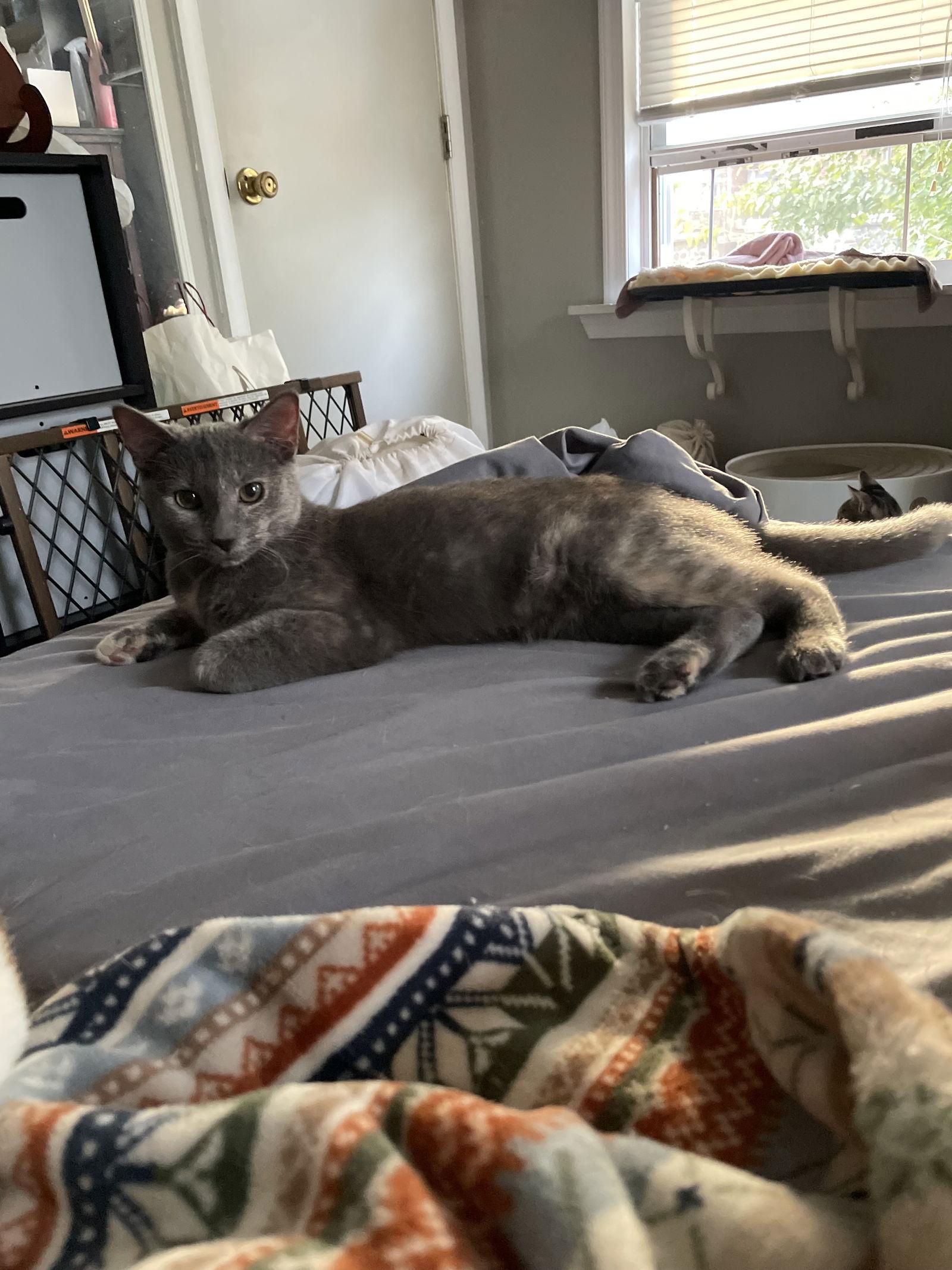 Enlarge LaMarca, a Adoptable mixed breed in Philadelphia, PA image 1/3