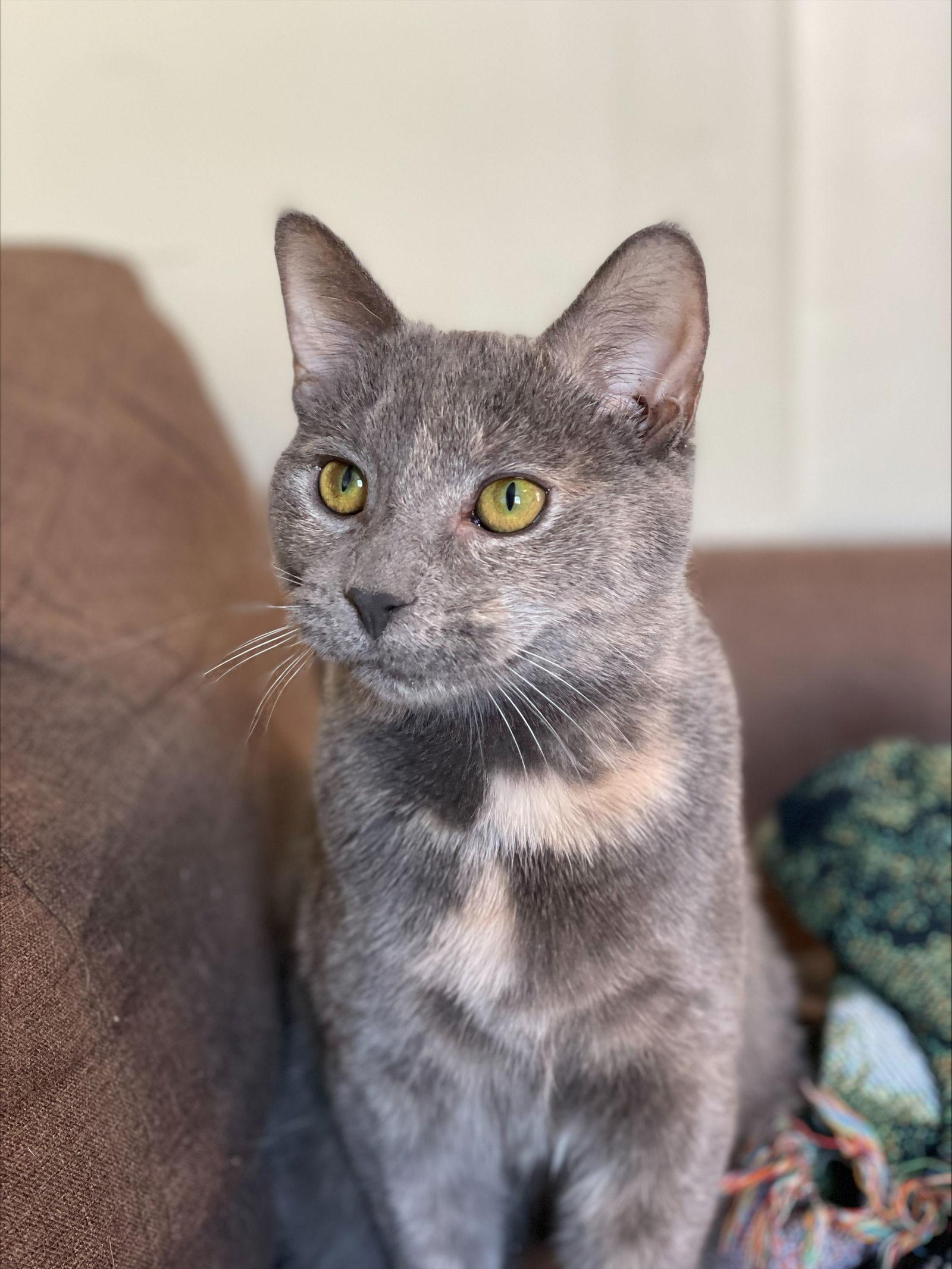 Enlarge LaMarca, a Adoptable mixed breed in Philadelphia, PA image 2/3