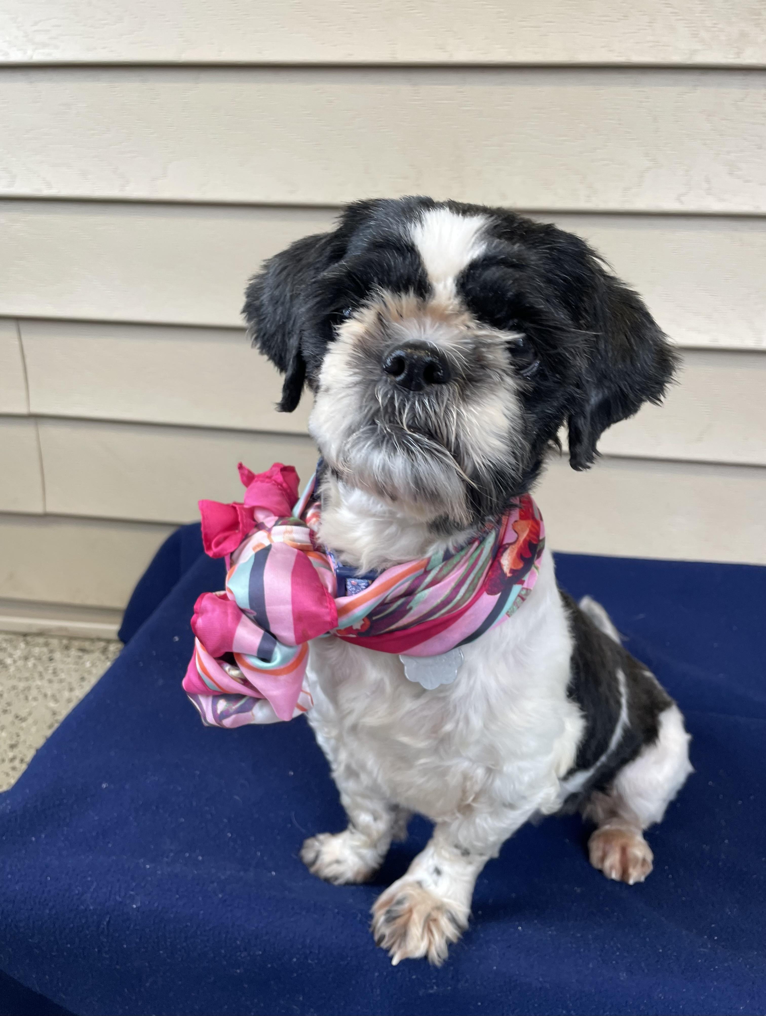 Enlarge Bitsy, a Adoptable mixed breed in Oxford, MI image 4/6