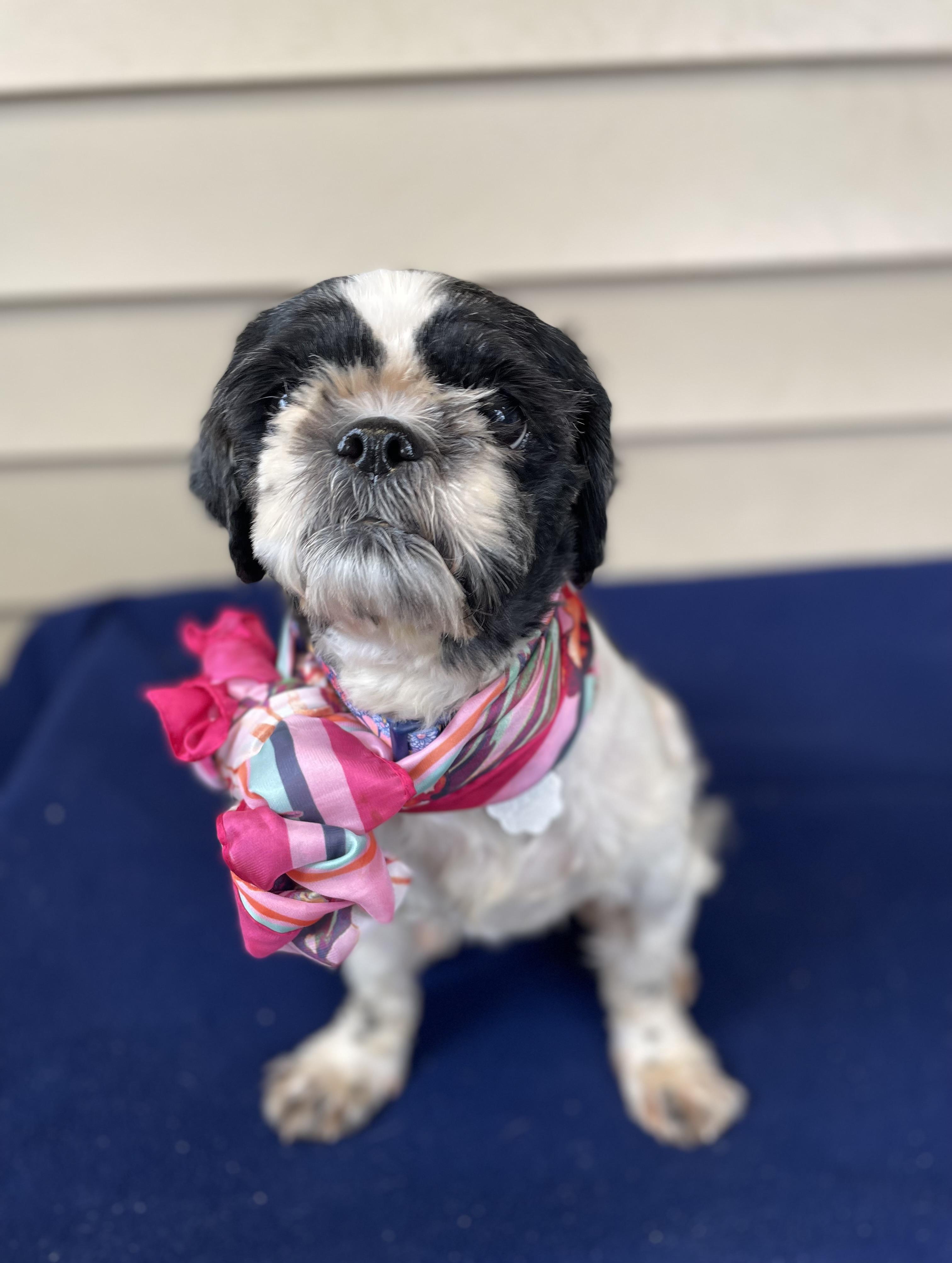 Enlarge Bitsy, a Adoptable mixed breed in Oxford, MI image 3/6