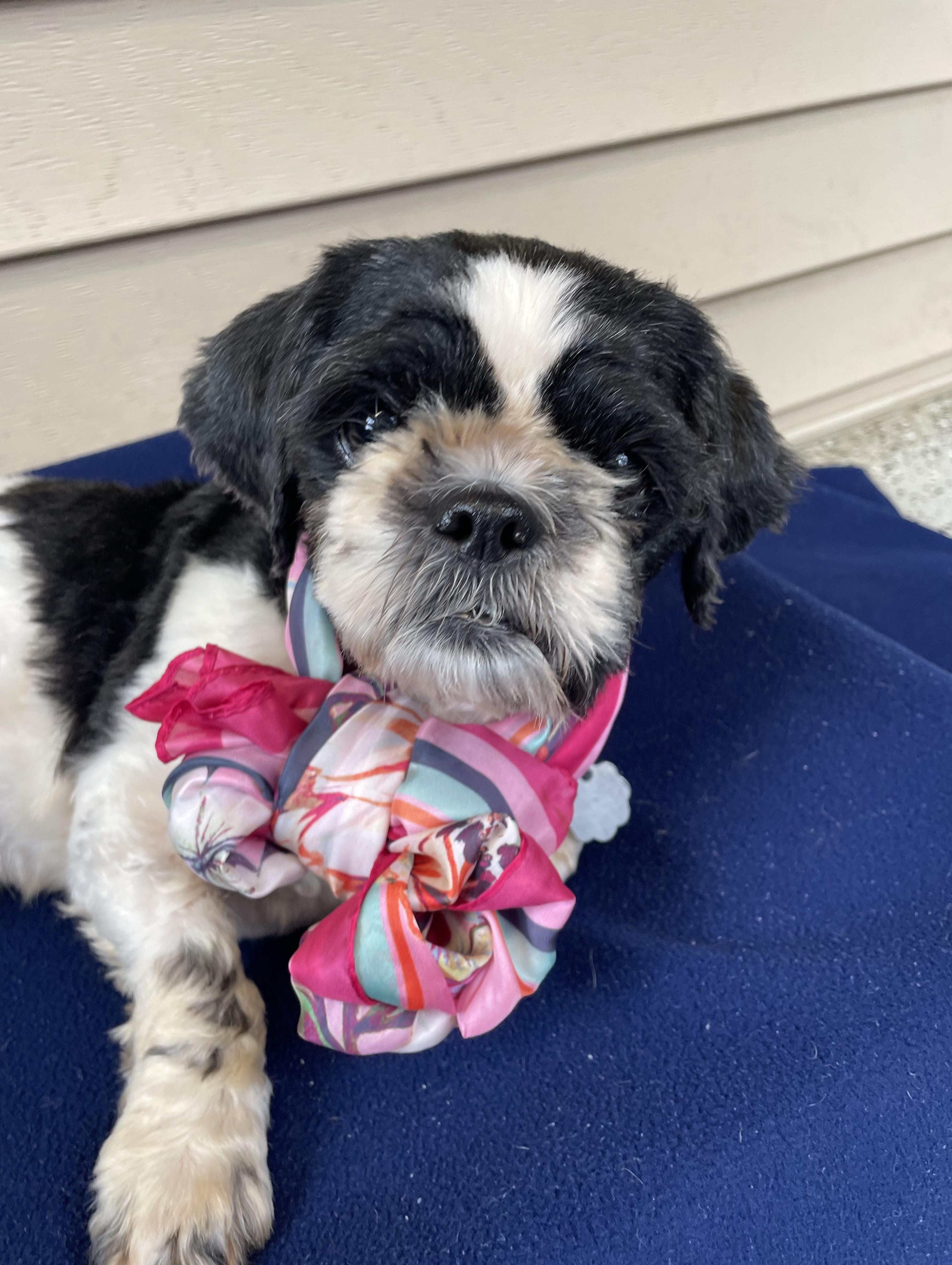 Bitsy, Adoptable, Adult Female Shih Tzu & Mixed Breed.