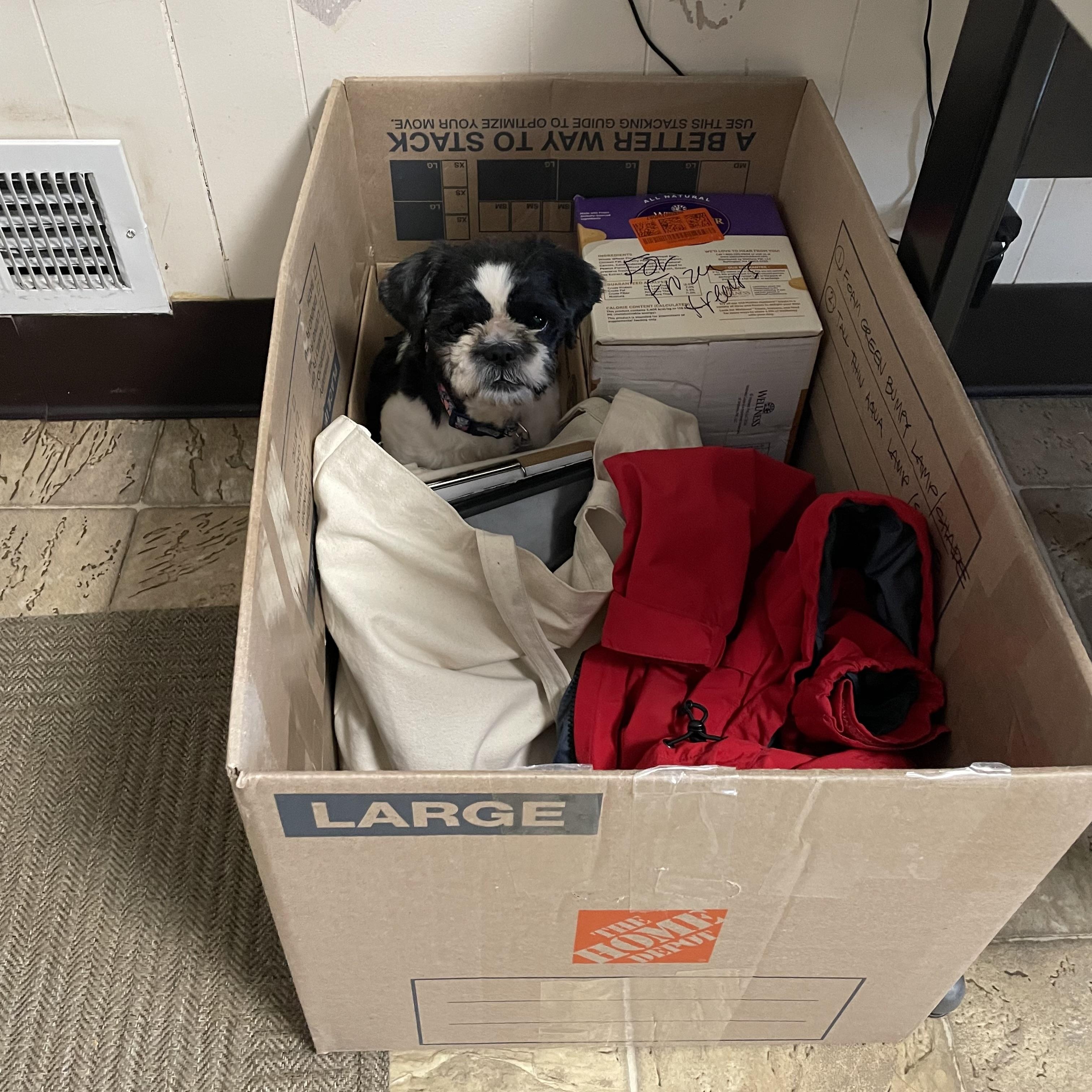 Enlarge Bitsy, a Adoptable mixed breed in Oxford, MI image 5/6
