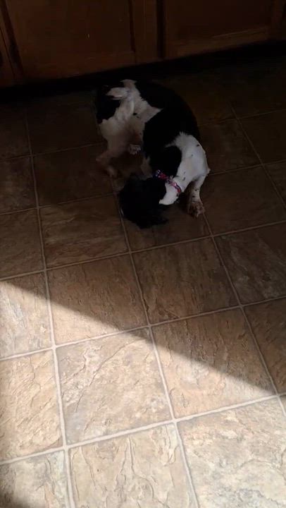 Enlarge Bitsy, a Adoptable mixed breed in Oxford, MI video 6/6