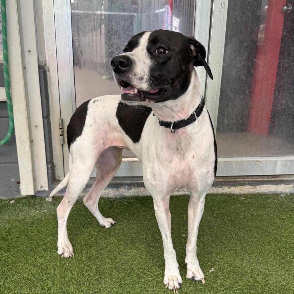 Enlarge Lola, a Adoptable mixed breed in Jupiter, FL image 1/5