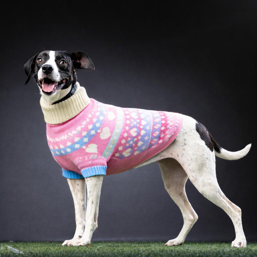 Lola — thumbnail 2