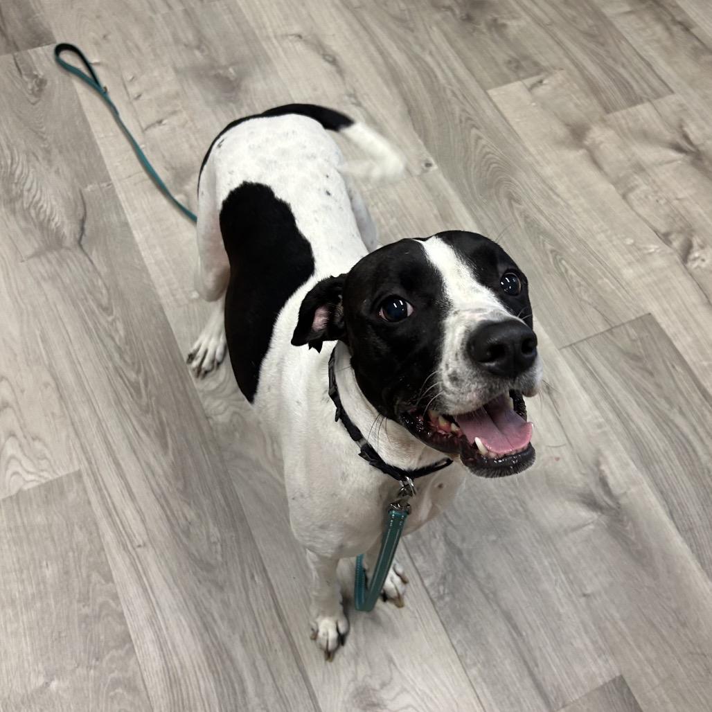 Enlarge Lola, a Adoptable mixed breed in Jupiter, FL image 2/5