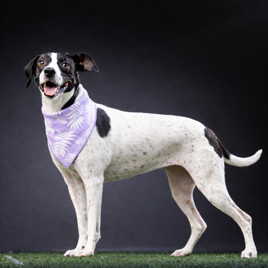 Lola, a Adoptable mixed breed in Jupiter, FL image 3/5