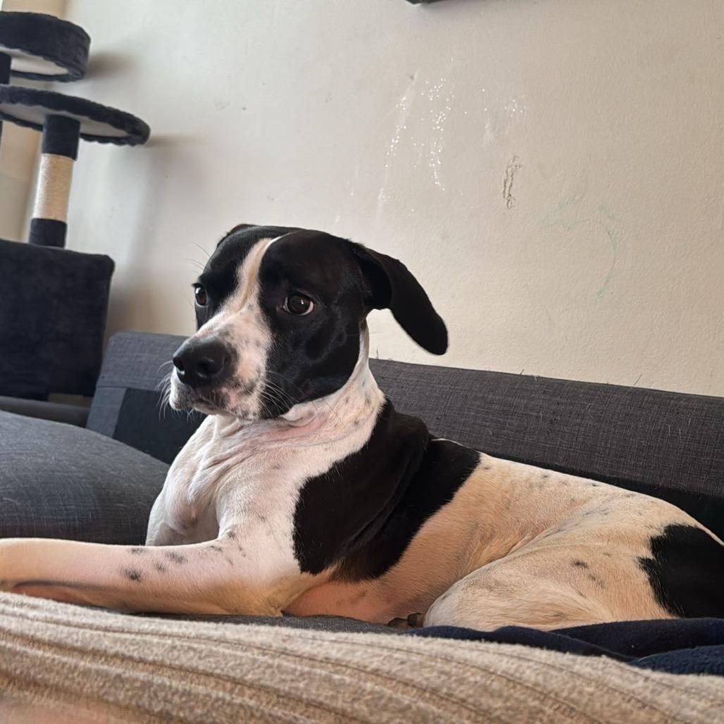 Enlarge Lola, a Adoptable mixed breed in Jupiter, FL image 3/5