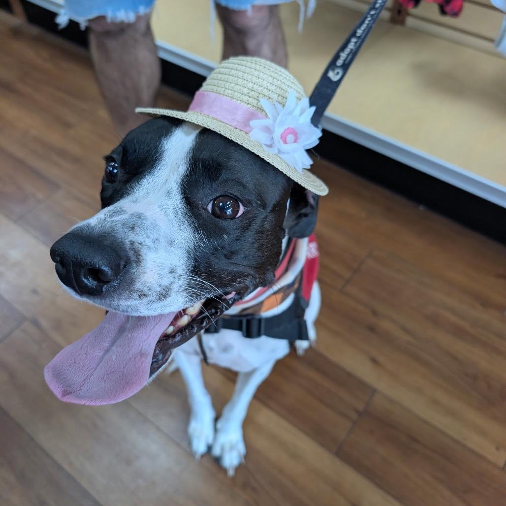 Lola, a Adoptable mixed breed in Jupiter, FL image 5/6