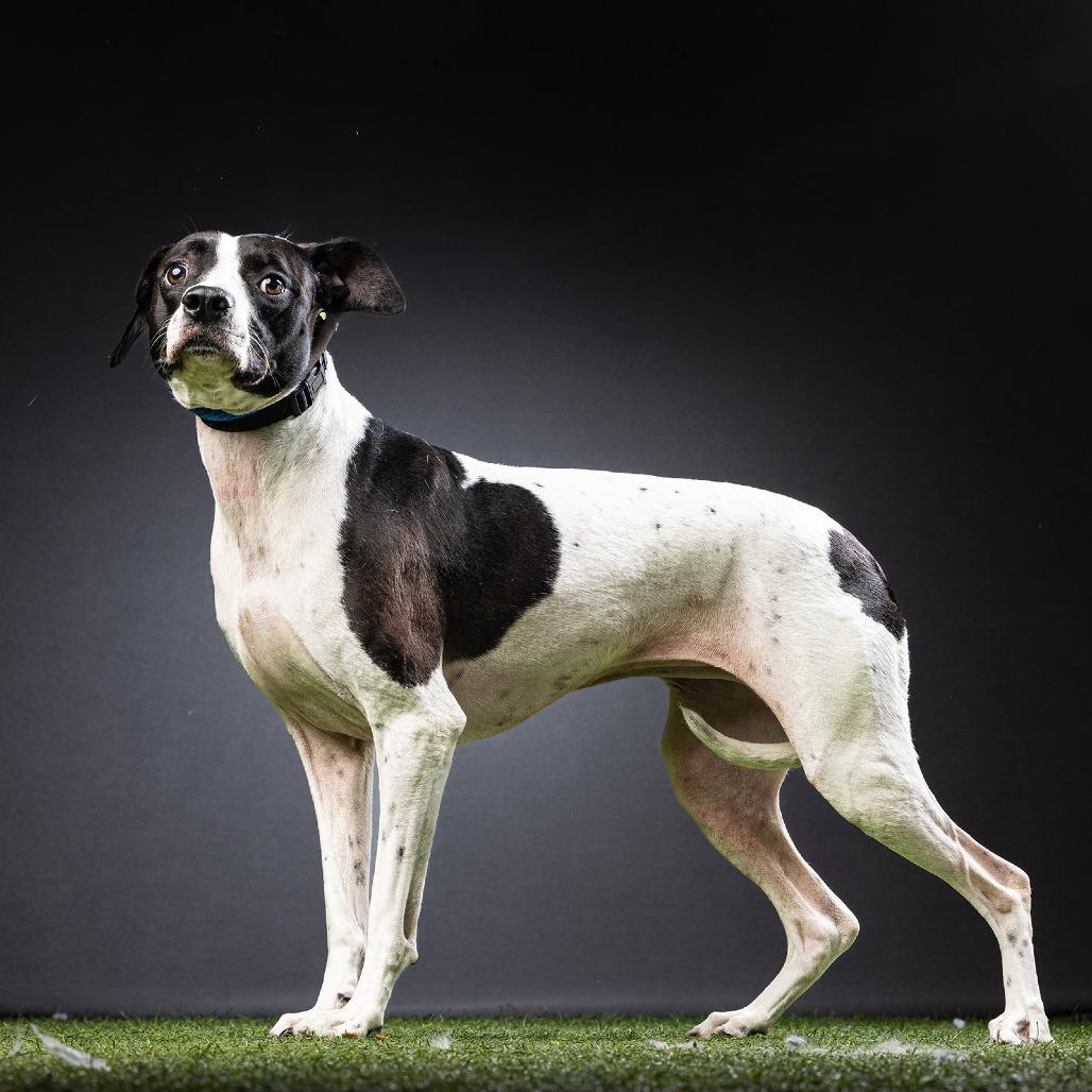 Enlarge Lola, a Adoptable mixed breed in Jupiter, FL image 5/5