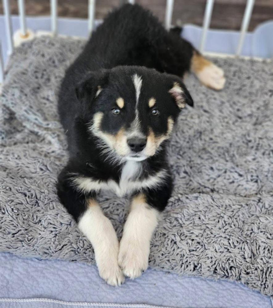 Jack3, Adoptable, Puppy Male Australian Shepherd & Border Collie.