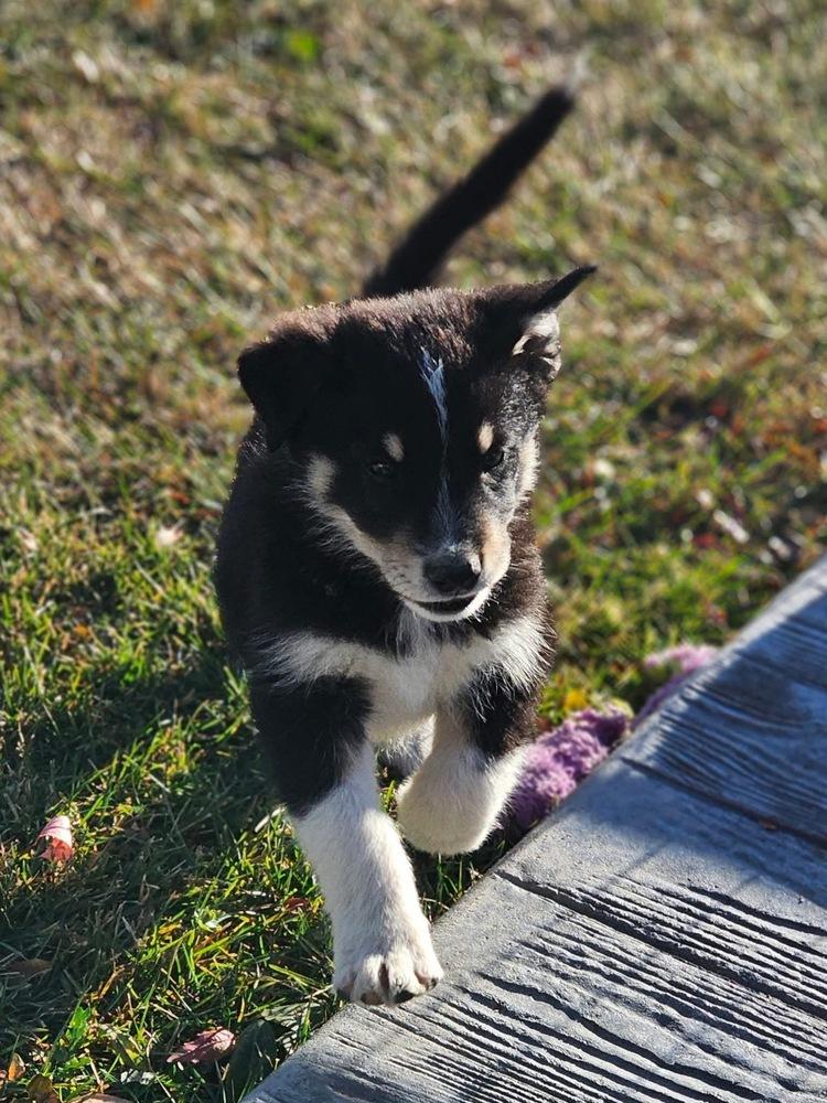 Jack3, a Adoptable mixed breed image 2/4