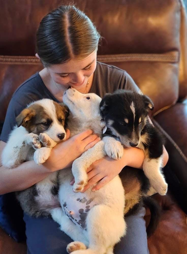 Jack3, a Adoptable mixed breed image 3/4