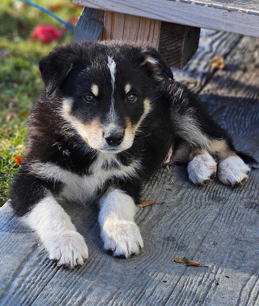 Jack3, a Adoptable mixed breed image 4/4