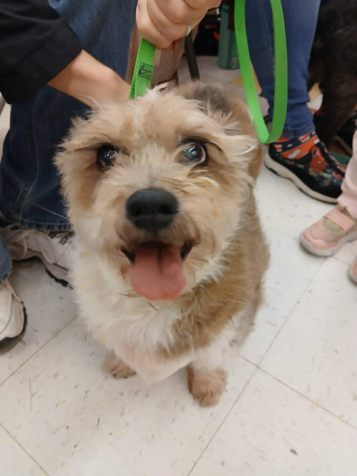 Molly, Adoptable, Senior Female Miniature Schnauzer.