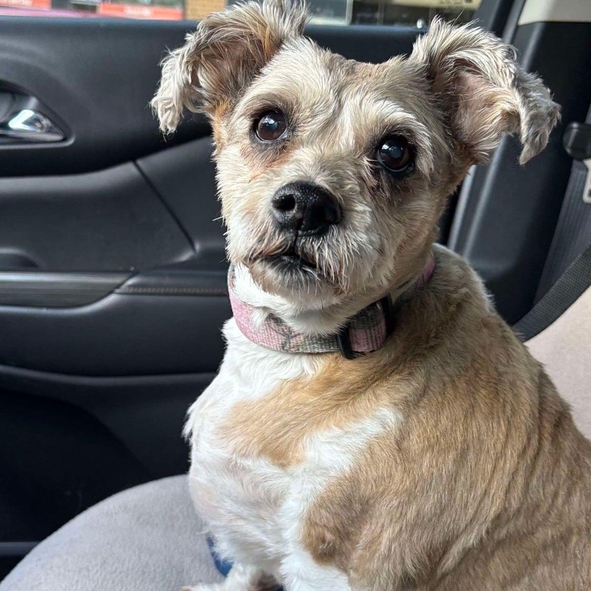 Molly, Adoptable, Senior Female Miniature Schnauzer.