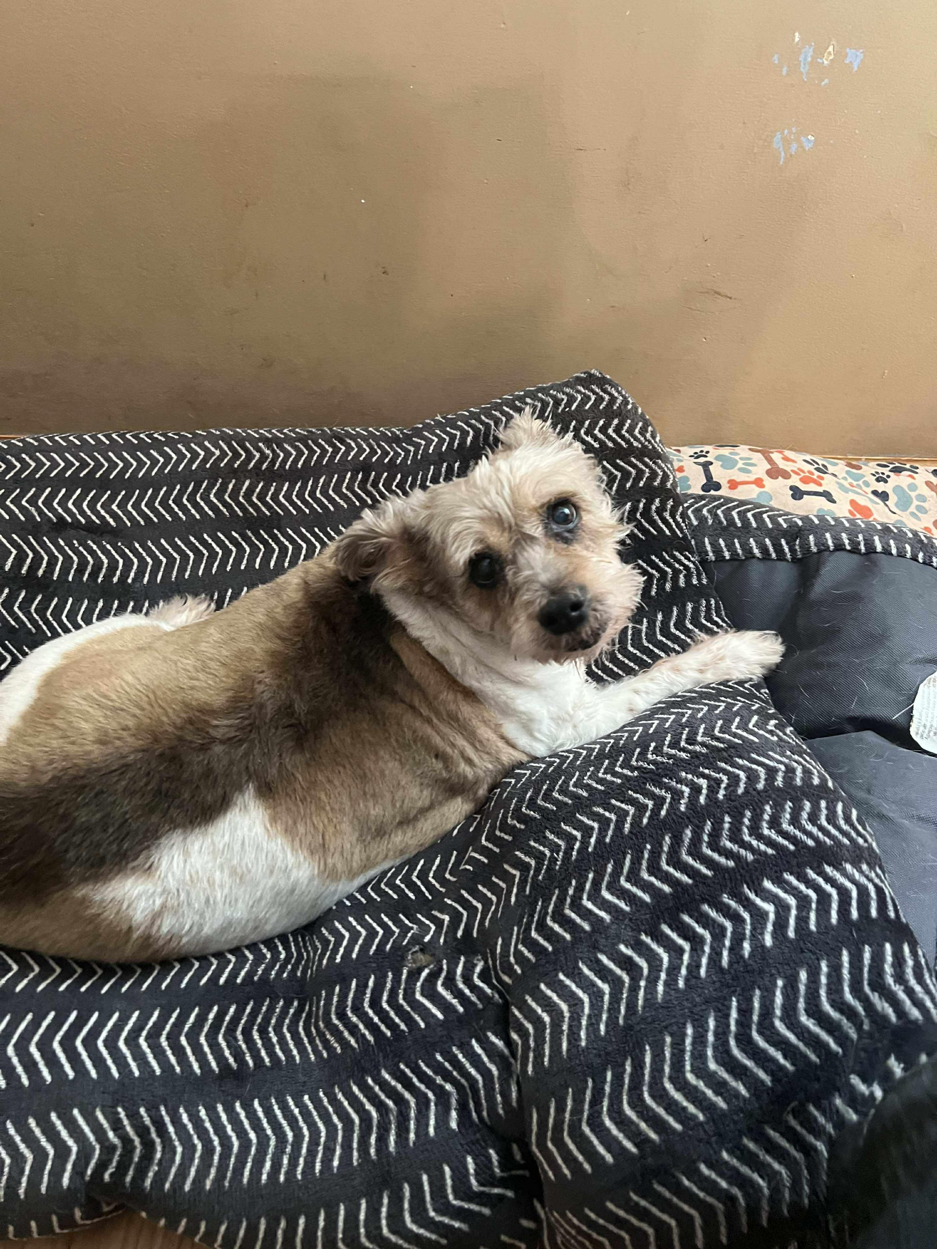 Enlarge Molly, a Adoptable mixed breed in Homer Glen, IL image 2/6