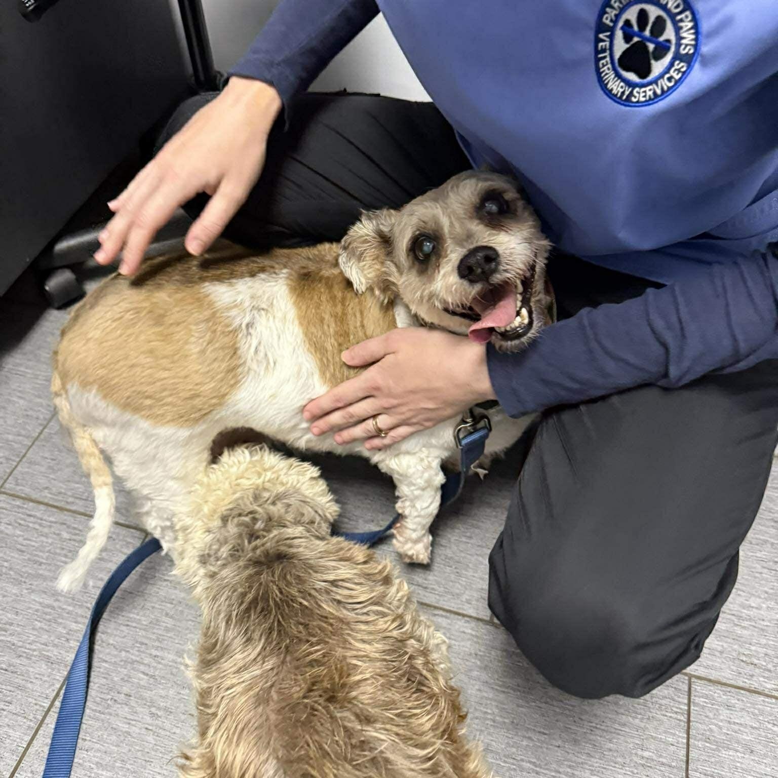 Enlarge Molly, a Adoptable mixed breed in Homer Glen, IL image 3/6