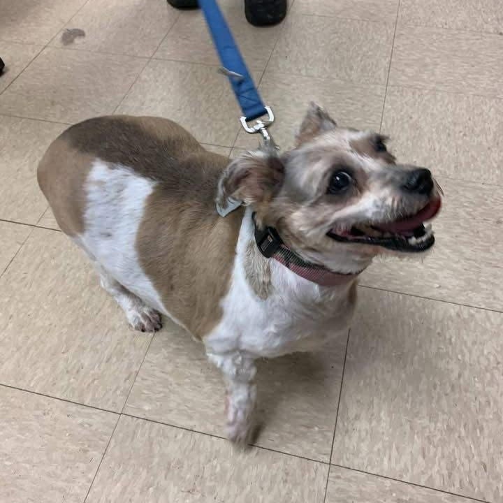 Enlarge Molly, a Adoptable mixed breed in Homer Glen, IL image 5/6