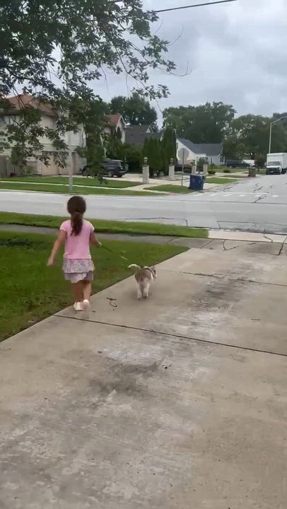 Enlarge Molly, a Adoptable mixed breed in Homer Glen, IL video 6/6