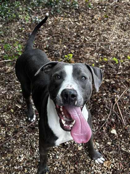 Cletus (Underdog), Adoptable, Adult Male Pit Bull Terrier & Mixed Breed.