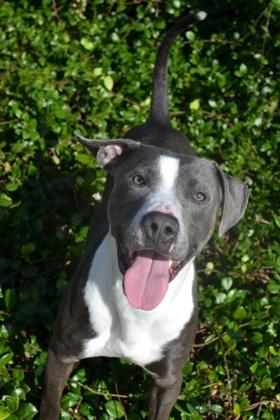 Cletus (Underdog), a Adoptable mixed breed in New Orleans, LA image 2/3