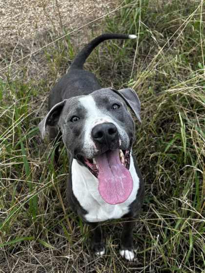 Cletus (Underdog), a Adoptable mixed breed in New Orleans, LA image 3/3