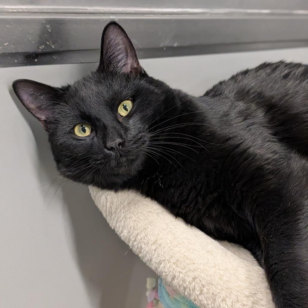 Enlarge Dip, an adopted Domestic Short Hair in Cape Girardeau, MO image 2/3