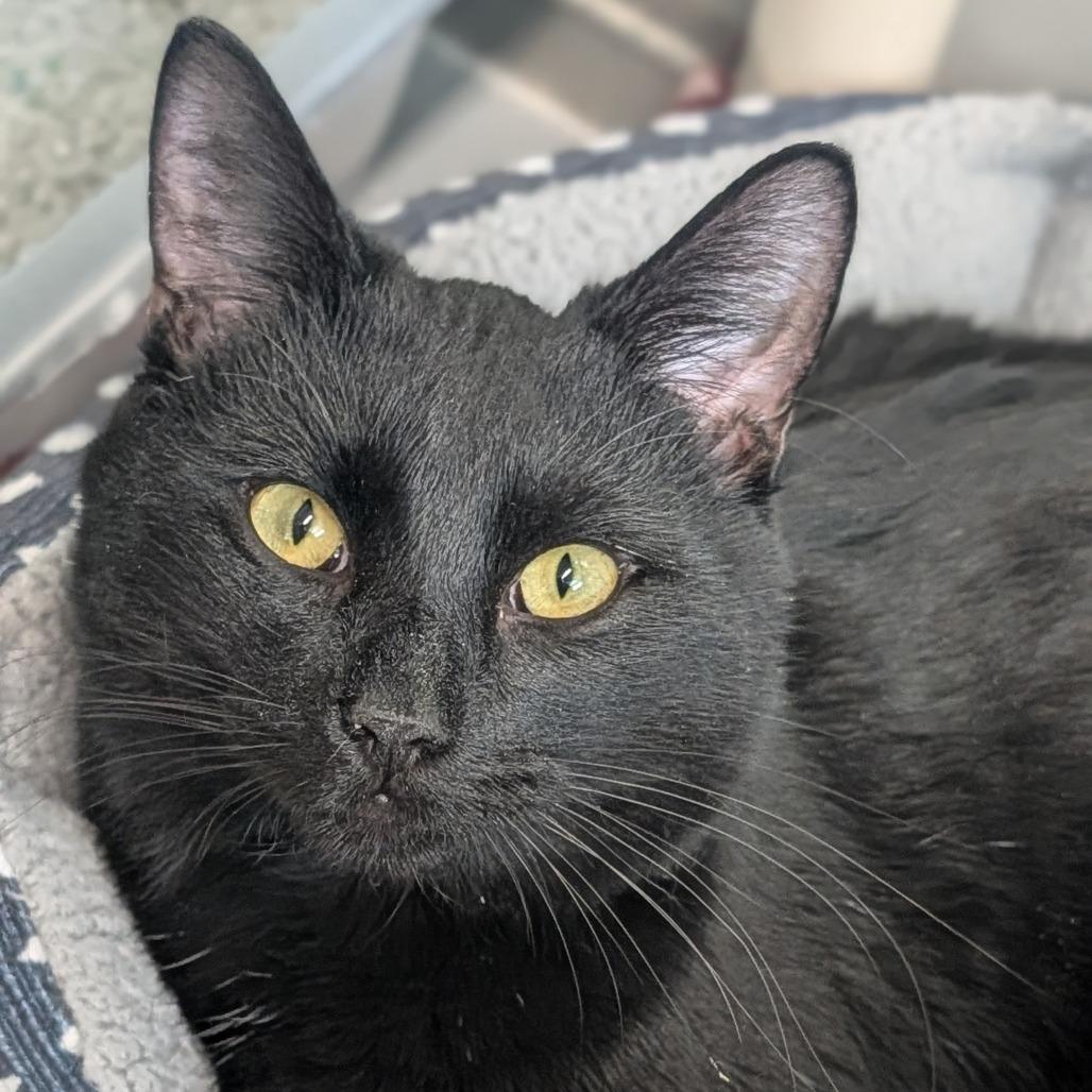 Dip, adopted, Adult Male Domestic Short Hair.