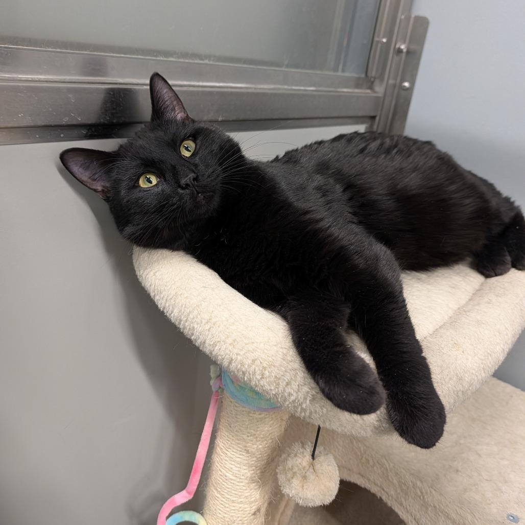 Enlarge Dip, an adopted Domestic Short Hair in Cape Girardeau, MO image 3/3