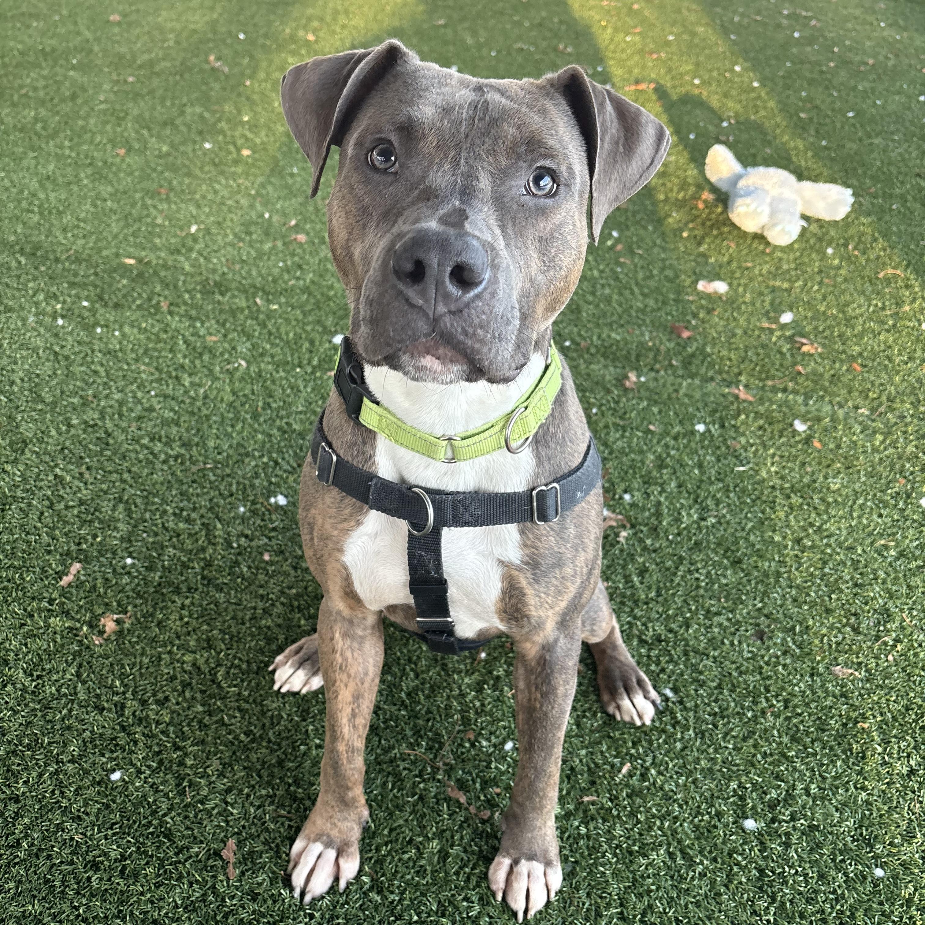 Enlarge Simba, a ADOPTABLE mixed breed in Eatontown, NJ image 5/6