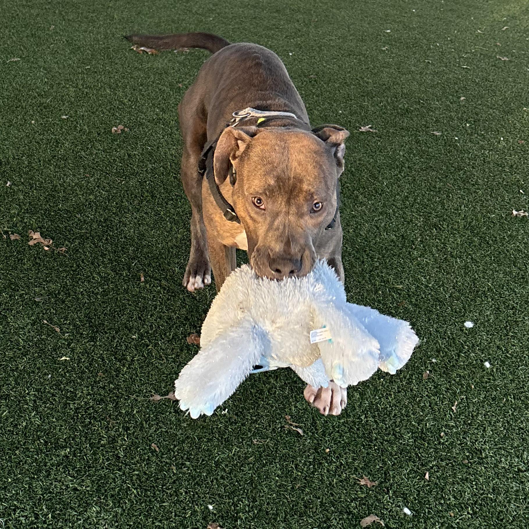 Enlarge Simba, a ADOPTABLE mixed breed in Eatontown, NJ image 2/6