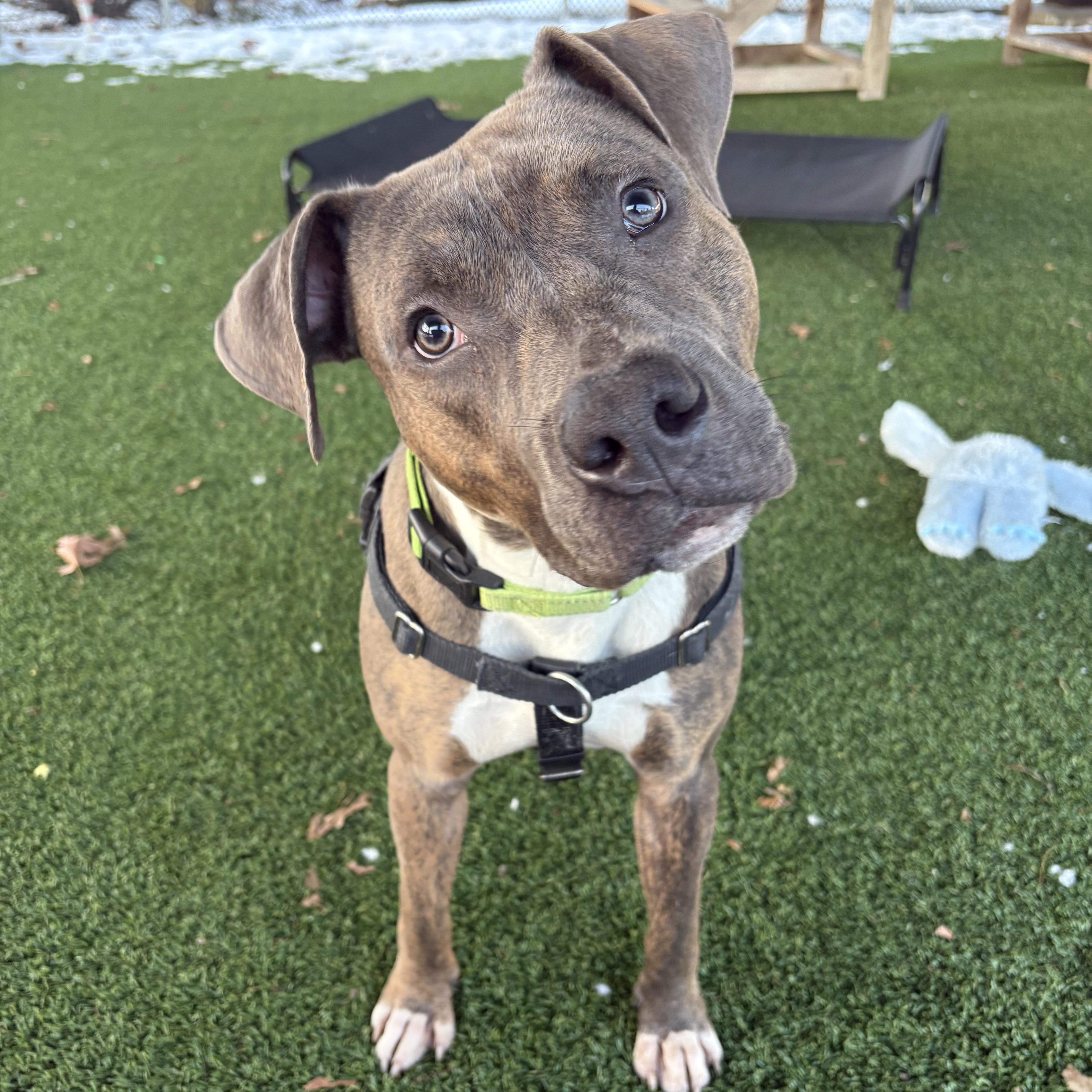 Simba, ADOPTABLE, Adult Male Pit Bull Terrier.