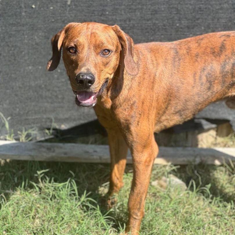Copper, Adoptable, Adult Male Coonhound.