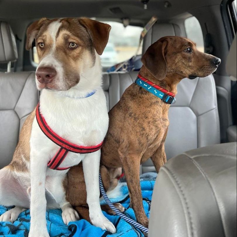 Copper, a Adoptable Coonhound in Plano, TX image 2/12