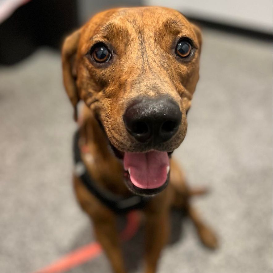 Copper, a Adoptable Coonhound in Plano, TX image 3/12