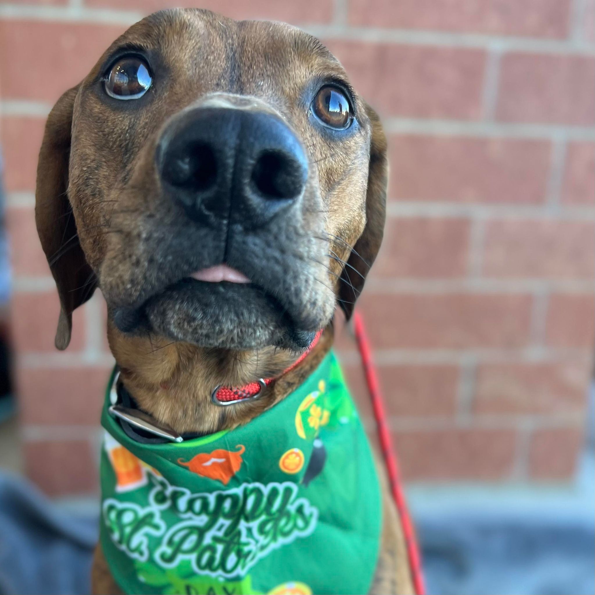 Copper, a Adoptable Coonhound in Plano, TX image 4/12