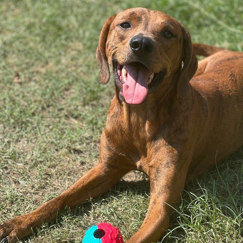 Copper, a Adoptable Coonhound in Plano, TX image 5/12