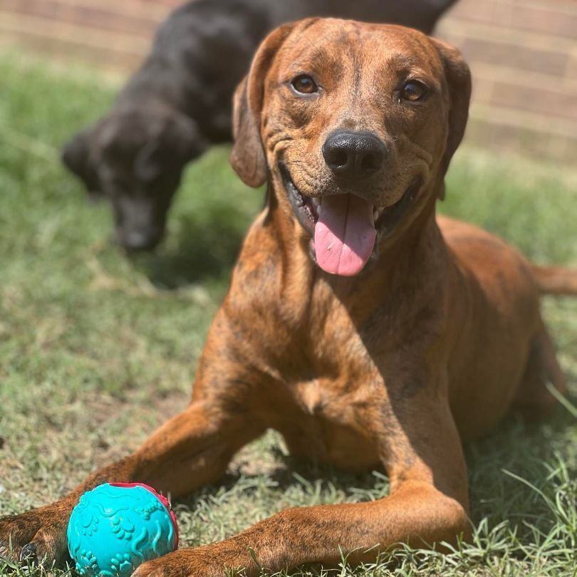 Copper, a Adoptable Coonhound in Plano, TX image 6/12