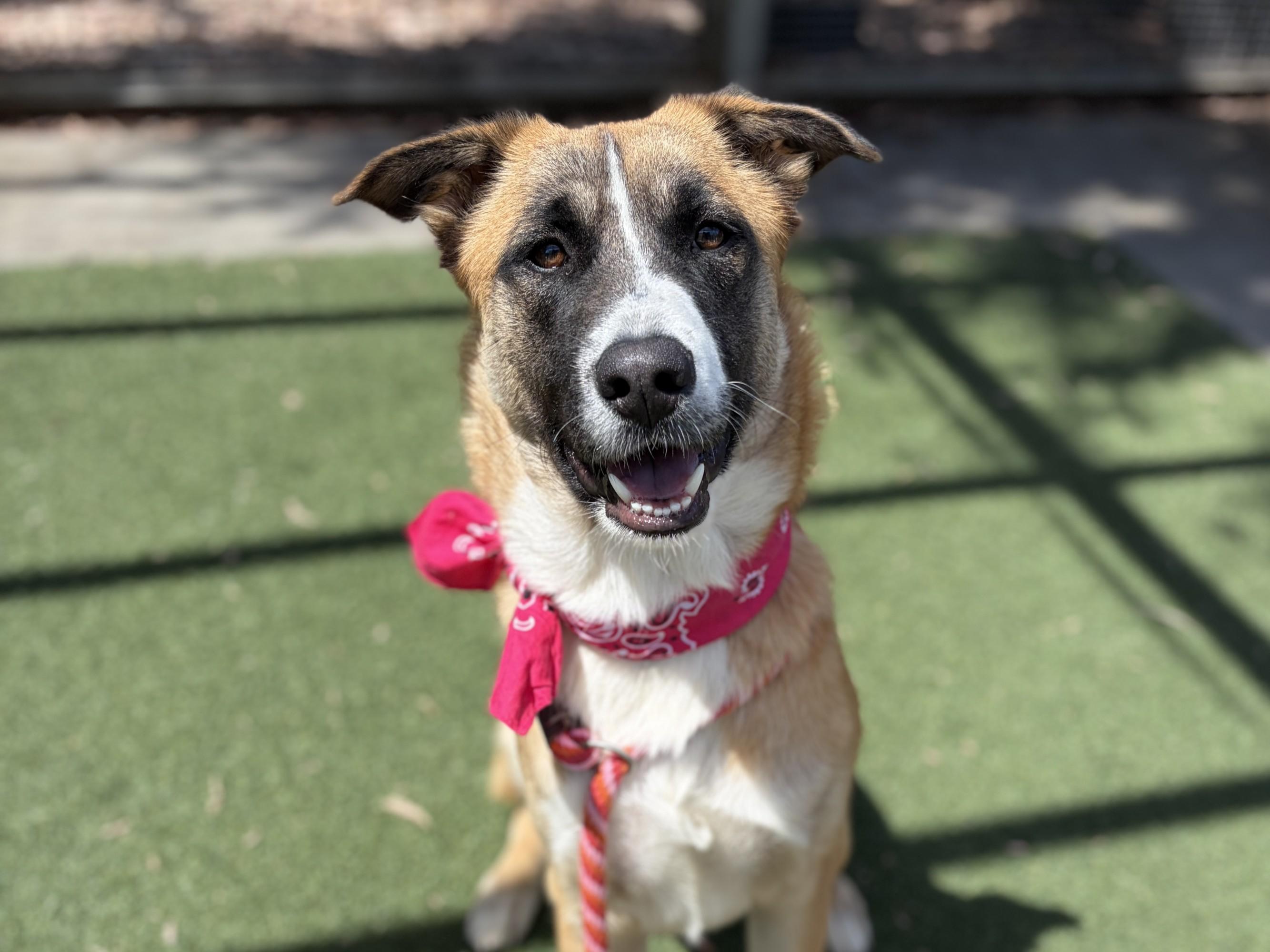 ELLY, Adoptable, Young Female Mixed Breed.