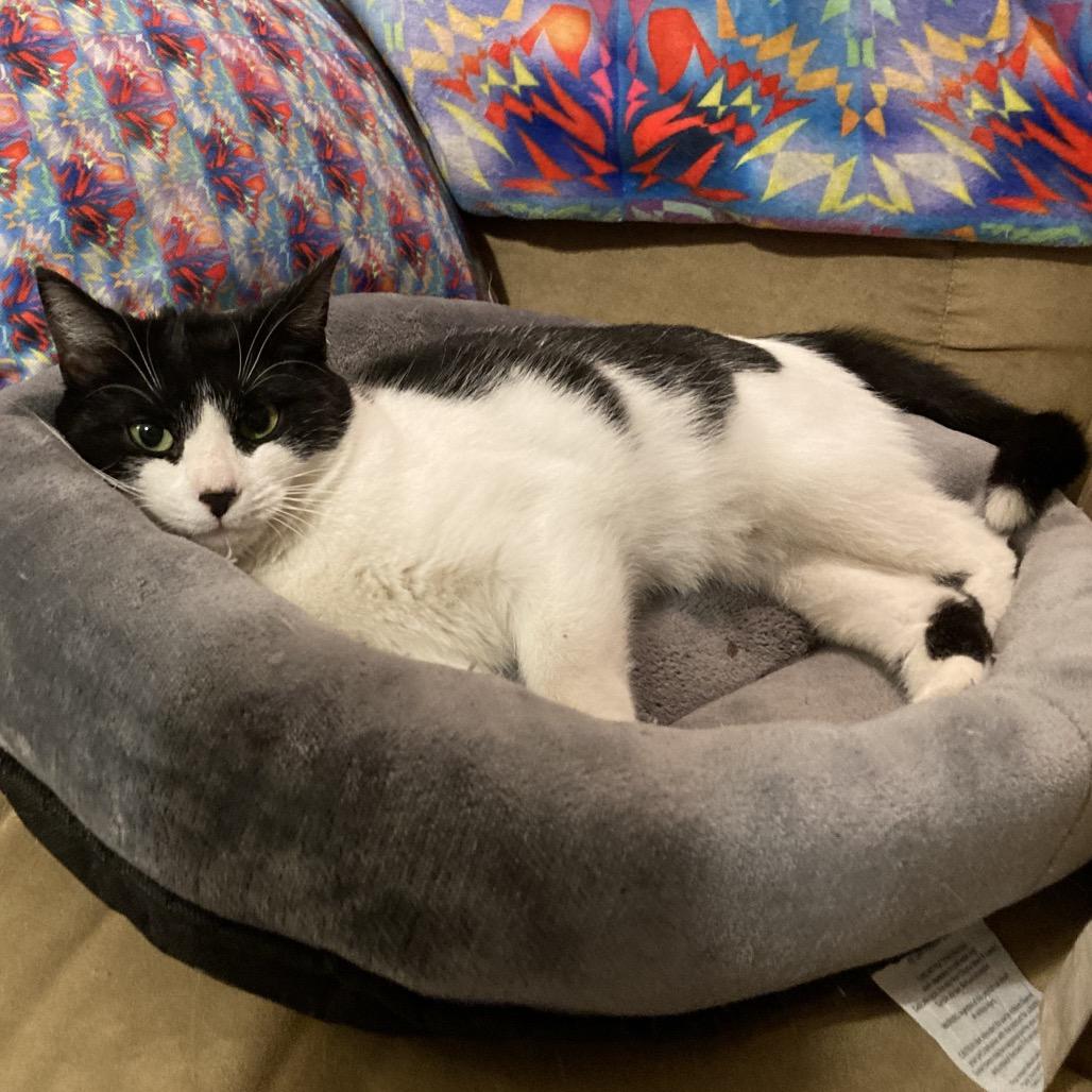 Vaermina, Adoptable, Adult Female Domestic Short Hair.