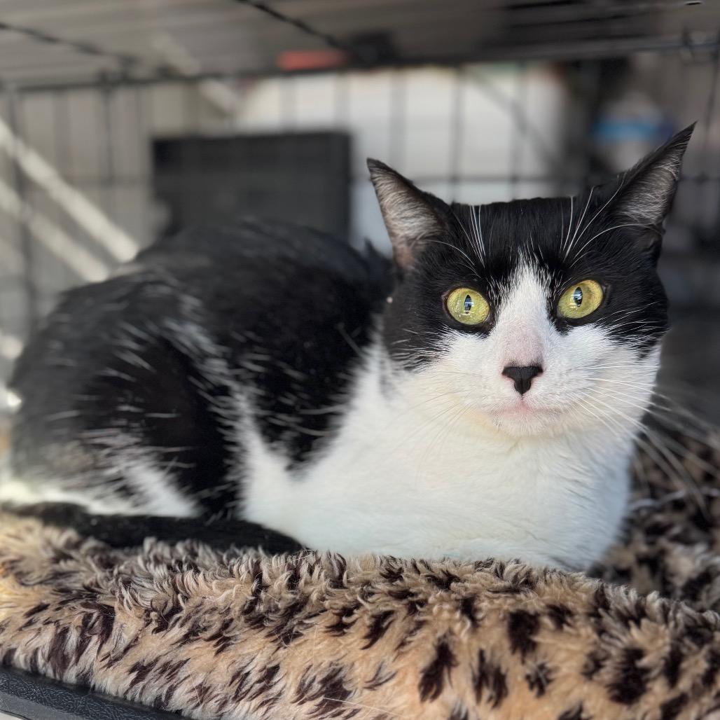 Vaermina, a Adoptable Domestic Short Hair in Fredericksburg, VA image 1/6