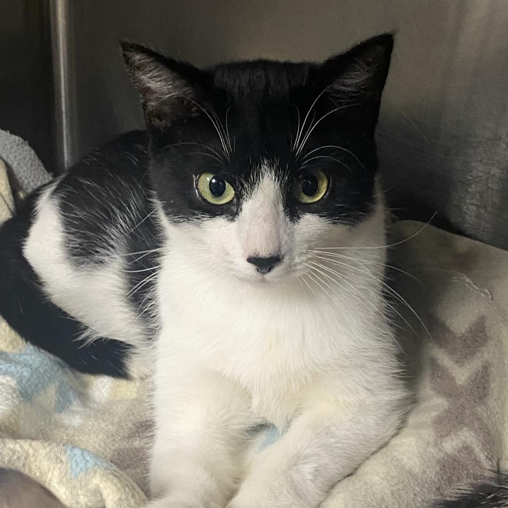 Enlarge Vaermina, a Adoptable Domestic Short Hair in Fredericksburg, VA image 1/6