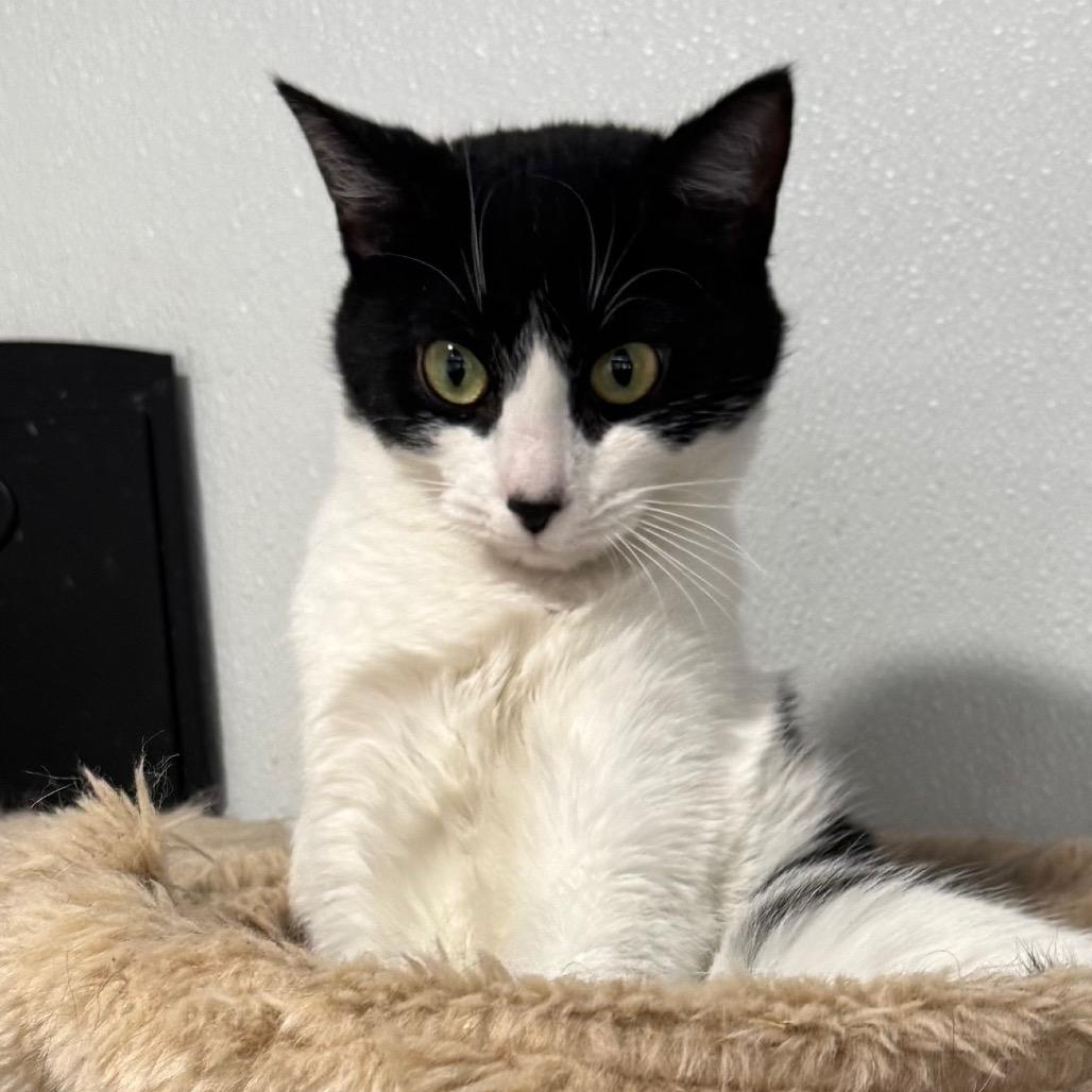 Enlarge Vaermina, a Adoptable Domestic Short Hair in Fredericksburg, VA image 2/6