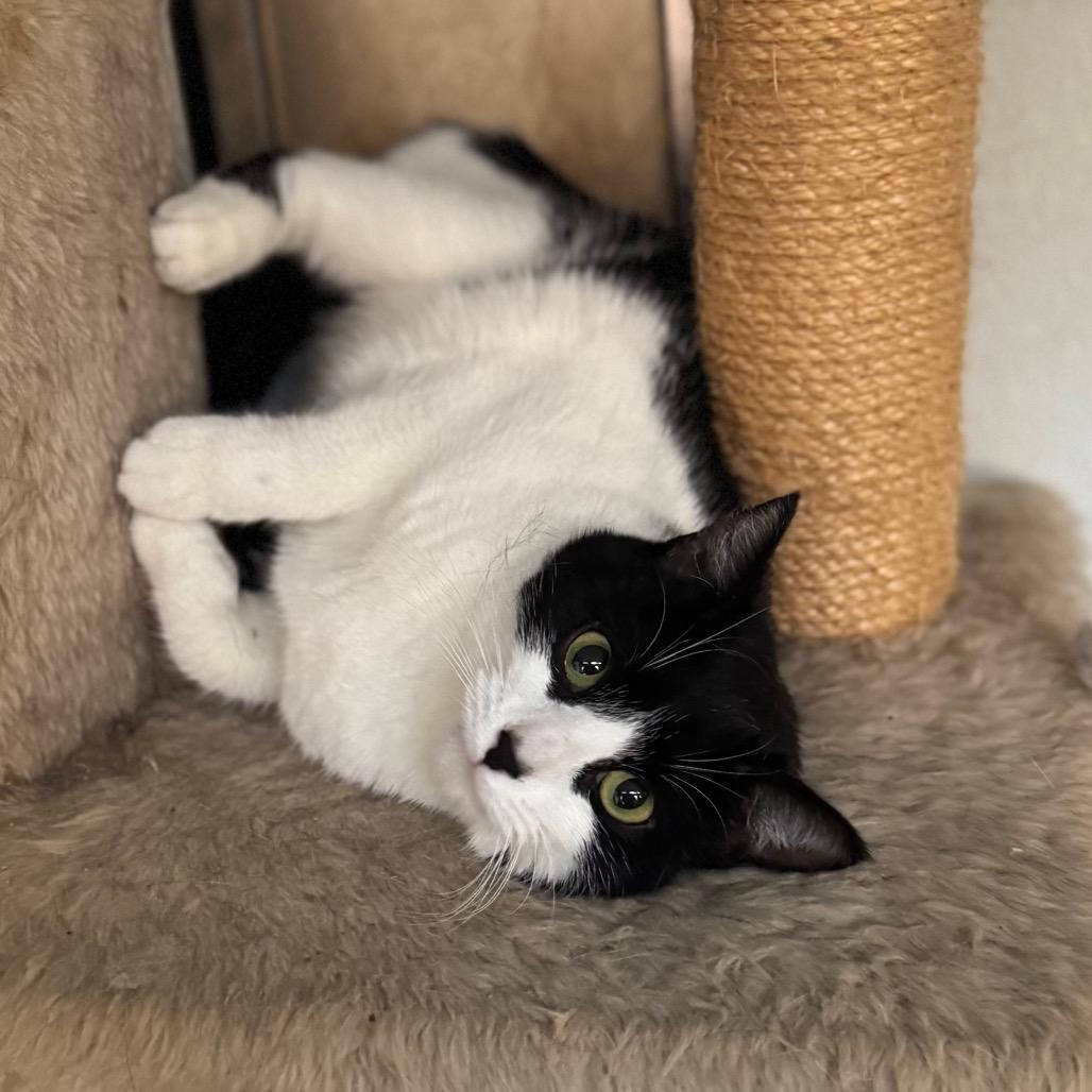 Enlarge Vaermina, a Adoptable Domestic Short Hair in Fredericksburg, VA image 3/6