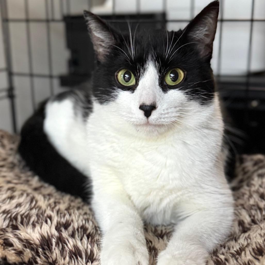 Enlarge Vaermina, a Adoptable Domestic Short Hair in Fredericksburg, VA image 4/6