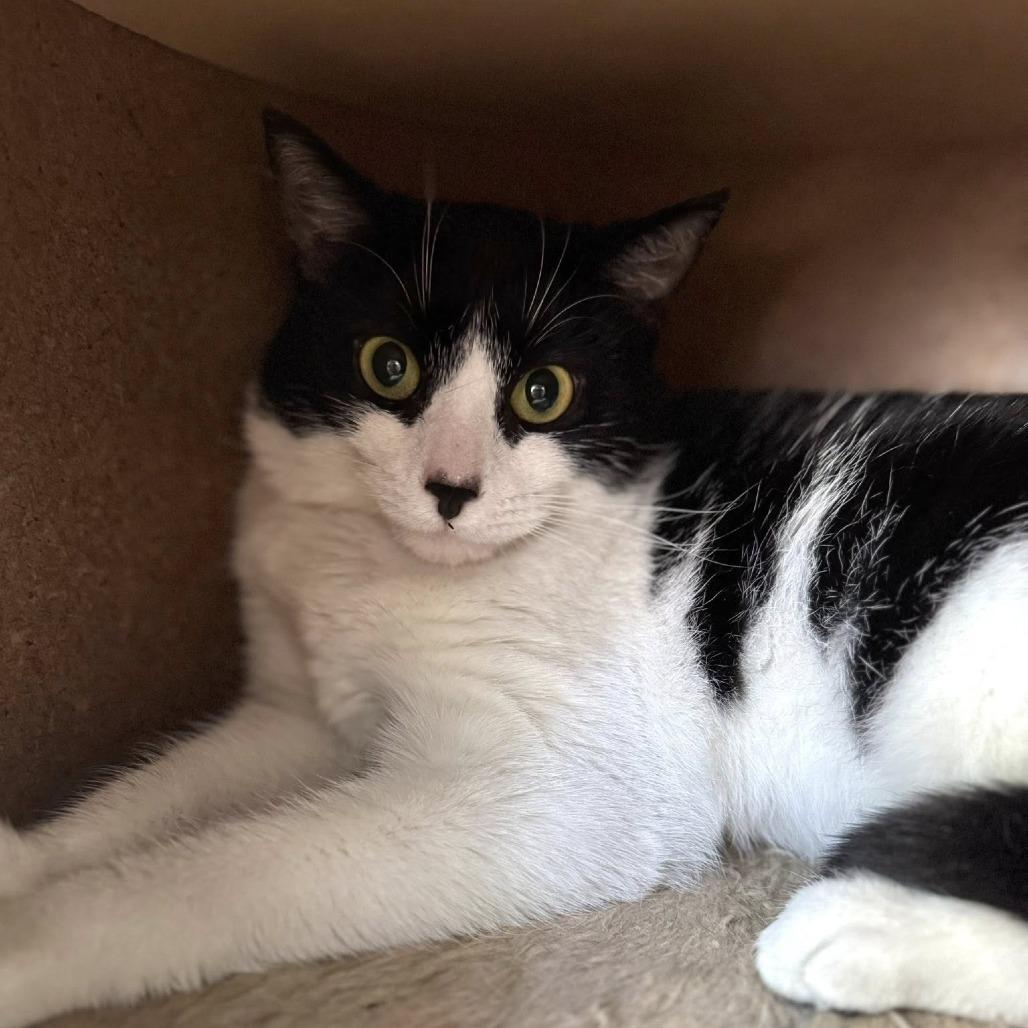 Enlarge Vaermina, a Adoptable Domestic Short Hair in Fredericksburg, VA image 5/6