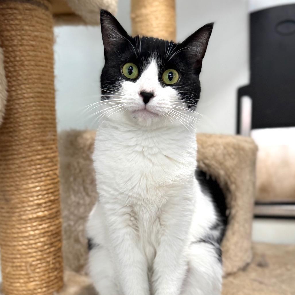 Enlarge Vaermina, a Adoptable Domestic Short Hair in Fredericksburg, VA image 6/6